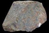 Polished Dinosaur Bone (Gembone) Section - Colorado #86827-2
